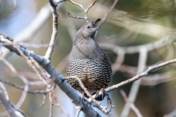 Female California Quail (Callipepla californica)