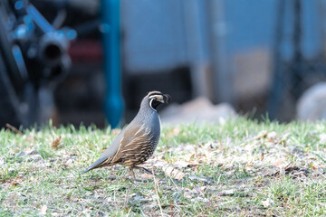 Male California Quail (Callipepla californica)