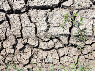 texture of dried cracked surface layer of the earth