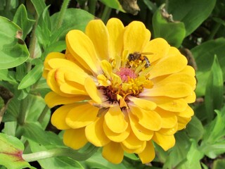 bee on yellow flower
