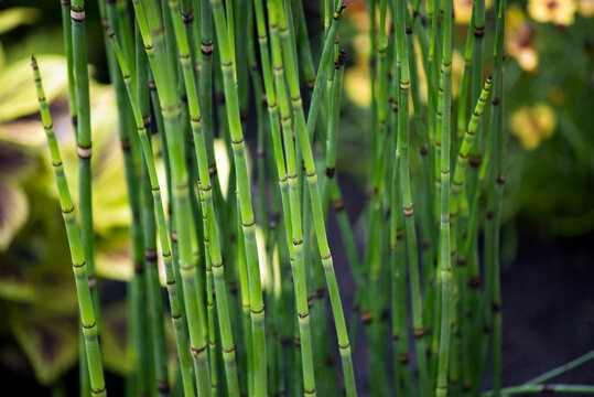 Closeup of Horsetail plant in a japanese garden- Equisetum hyemale