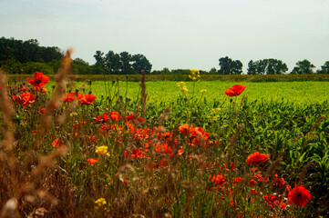 field of poppies and blue sky