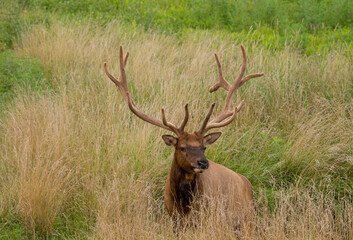 Naklejka na ściany i meble Close up of an elk with velvet antlers