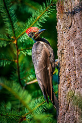 Juvenile Pileated Woodpecker