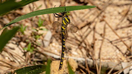 Libélula amarilla y negra