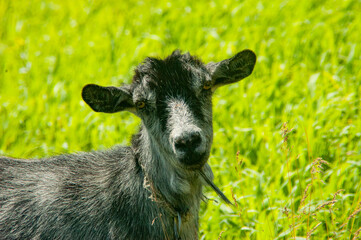 goat on green grass