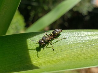 Wasp
