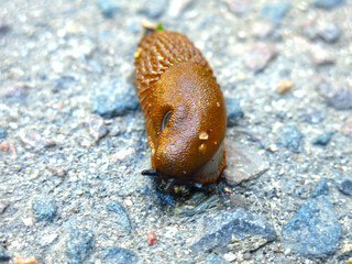 huge brown Spanish slugs Arion lusitanicus crawl in the summer in the Moscow region