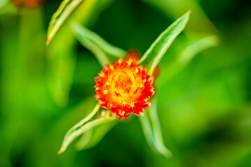 Rio Grande Globe Amaranth Strawberry Fields Flower