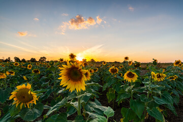 sunflowers at sunset © Krzysztof