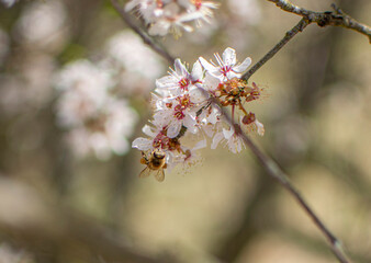 Bloom, plants, flower, nature