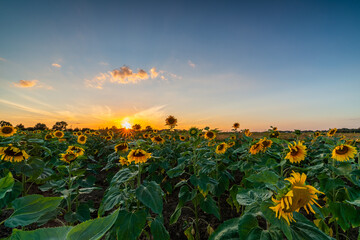 sunflowers at sunset © Krzysztof