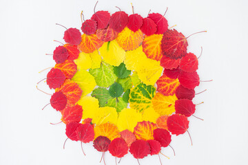 Autumn flat lay: green, yellow and red leaves are arranged by color. Natural gradient. View from above.