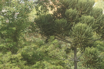visão de baixo para cima do topo de uma grande e bela árvore com folhas verdes