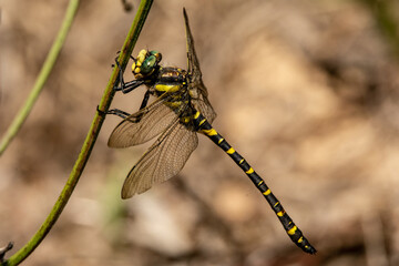 Libélula amarilla y negra