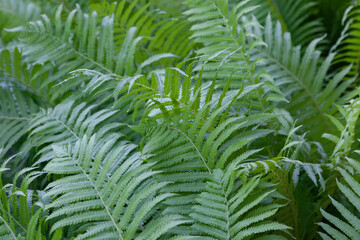 background of green fern leaves, feeling of freshness