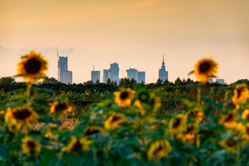 Sunflowers © Krzysztof