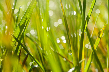 Fototapeta premium dew on grass