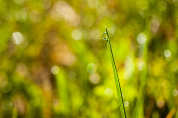 green grass with dew drops