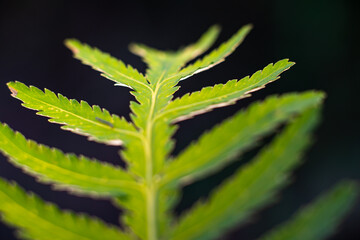 leaf