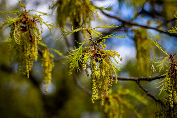 Bloom, plants, flower, nature