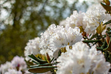 Bloom, plants, flower, nature