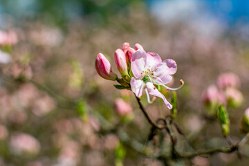 Obraz premium Bloom, plants, flower, nature