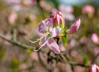 Obraz premium Bloom, plants, flower, nature