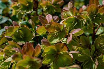 Bloom, plants, flower, nature