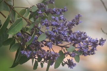 um ramo com belas flores roxas 