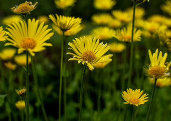 Bloom, plants, flower, nature