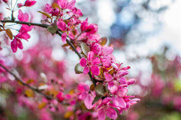 Bloom, plants, flower, nature