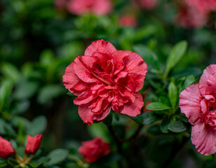 Bloom, plants, flower, nature