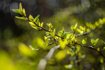 Forest