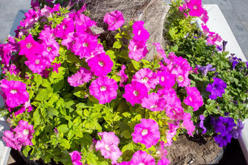 Fototapeta na wymiar purple petunia flowers in the garden in Spring time. Shallow depth of field