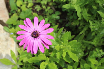 Obraz premium fleur
