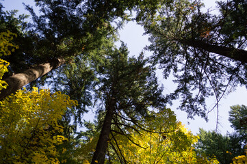 Fototapeta premium Pine Trees and Broadleaves with Colorful Foliage at Westmoreland Park Nature Playground in Portland, Oregon, USA