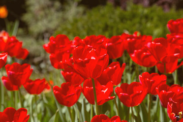 Obraz premium tulips flower, many flowering tulips on a flower bed Can be used for display or montage your production. Presentation of advertising ideas.