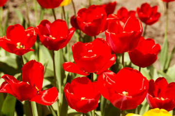 tulips flower, many flowering tulips on a flower bed Can be used for display or montage your production. Presentation of advertising ideas.