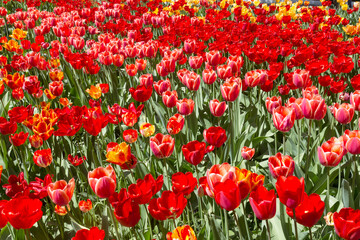 tulips flower, many flowering tulips on a flower bed Can be used for display or montage your production. Presentation of advertising ideas.