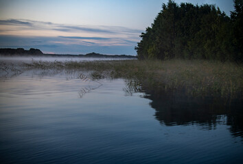 fog on the lake through green reeds at sunrise