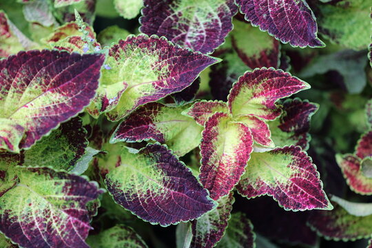 Bellezza nella natura