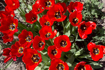 tulips flower, many flowering tulips on a flower bed Can be used for display or montage your production. Presentation of advertising ideas.