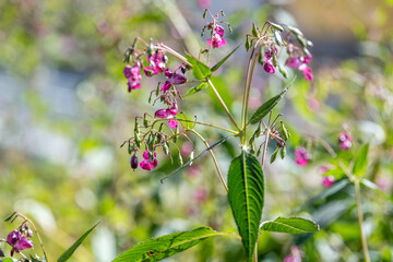 Drüsentragendes Springkraut