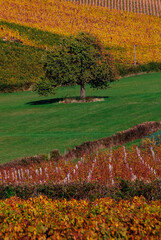 Fototapeta premium paysages de vignes en bourgogne en automne près de solutré
