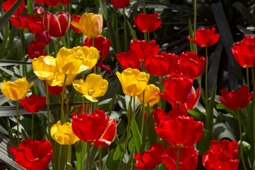Fototapeta na wymiar tulips flower, many flowering tulips on a flower bed Can be used for display or montage your production. Presentation of advertising ideas.