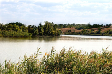 Obraz premium A panoramic picture of the Kakhovsky reservoir with reeds, trees growing on the shore. Natural background of wildlife. Travel. Family vacation.