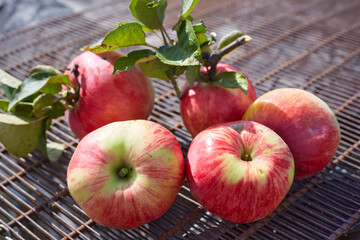 a bunch of fresh apples just picked