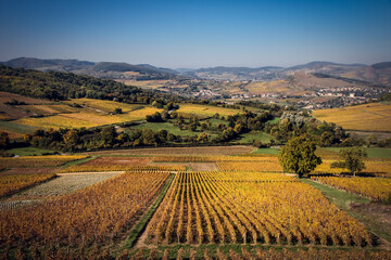 paysages de vignes en bourgogne en automne près de solutré