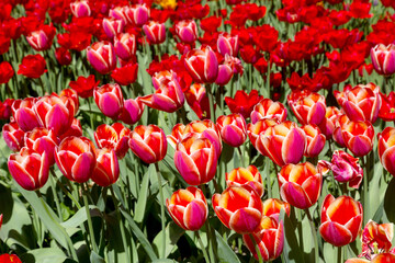 tulips flower, many flowering tulips on a flower bed Can be used for display or montage your production. Presentation of advertising ideas.